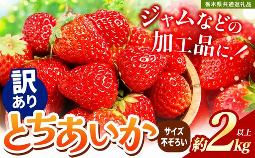苺 いちご【訳あり】サイズランダム とちあいか 約2000g【栃木県共通返礼品】TT 栃木県 下野市