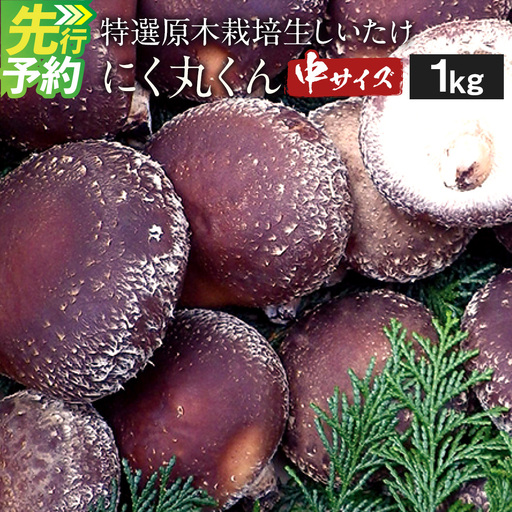 特選原木栽培生しいたけ 「にく丸くん 中サイズ」 1.0kg 【2026年10月下旬～2027年2月上旬発送予定】生椎茸 椎茸 きのこ キノコ 茸 野菜 肉厚 お取り寄せ