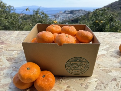 東伊豆・佐藤農園の青島みかん　家庭用3kg（Mサイズ～3Lサイズ） 1325 ／ 佐藤農園 果物 フルーツ 農家直送 静岡県 東伊豆町