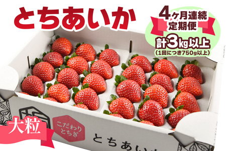 [先行予約 定期便／4ヶ月] 大粒とちあいか定期便 [2027年1月から順次発送] [0721]