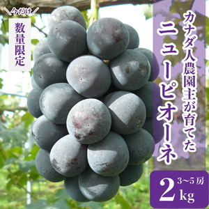 ニューピオーネ 約2kg(3〜5房)[先行予約・数量限定]カナダ人農園主 ぶどう ブドウ フルーツ 果物 くだもの 濃厚 甘み コク 大粒 デザート 産地直送 世羅 ラピアビンヤード[2026年9月中旬以降順次発送] A021-02