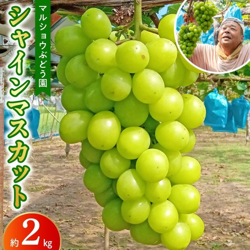 マルショウぶどう園 [先行予約]シャインマスカット約2kg _U91-0005_1