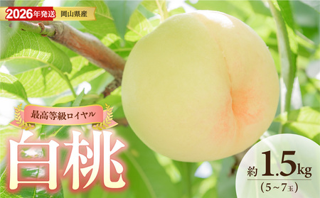 [2026年発送]岡山県産白桃(ロイヤル)約1.5kg(令和8年6月中旬〜8月上旬発送)[桃]