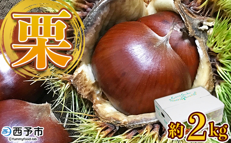 【先行予約】＜中生栗 約2kg（2Lまたは3Lサイズ）愛媛県西予市産＞ クリ くり 果物 フルーツ マロン モンブラン 栗ご飯 栗きんとん 栗の甘露煮 特産品 国産 秋の味覚 食べて応援 宇都宮物産 愛媛県 西予市【冷蔵】『2026年9月上旬～10月中旬迄に順次出荷予定』UUB0081
