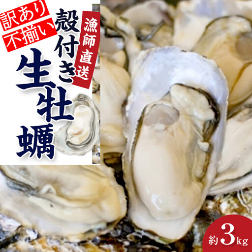 ★先行予約★《訳あり・不揃い》殻付き生牡蠣　3kg 【漁師直送!】冷蔵配送