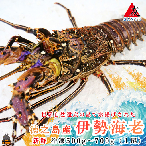 新鮮なまますぐ冷凍!!徳之島産冷凍伊勢海老1尾（500g~700g） （ 伊勢えび イセエビ 伊勢えび 伊勢エビ えび エビ 海老 鍋 海産物 ）