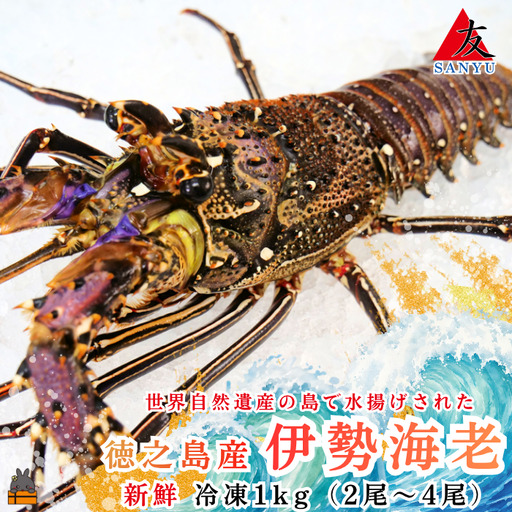 新鮮なまますぐ冷凍!!徳之島産冷凍伊勢海老1kg(2尾〜4尾) ( 伊勢えび イセエビ 伊勢えび 伊勢エビ えび エビ 海老 鍋 海産物)