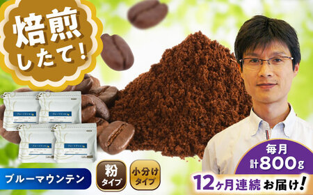 【全12回定期便】ブルーマウンテンNo.1　コーヒー粉　200g×4個(粉/中挽き)  / コーヒー  ドリップ  粉 / Coffee SAKURA[BBAB097]