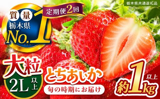 【定期便2回】苺 いちご 大粒とちあいか 約1000g【栃木県共通返礼品】TT 栃木県 下野市
