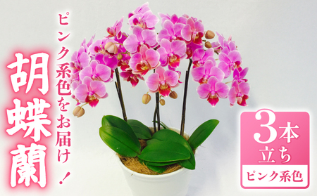 胡蝶蘭 花 ギフト ピンク系 5.5号 3本立ち お祝い プレゼント [ 胡蝶蘭 ]