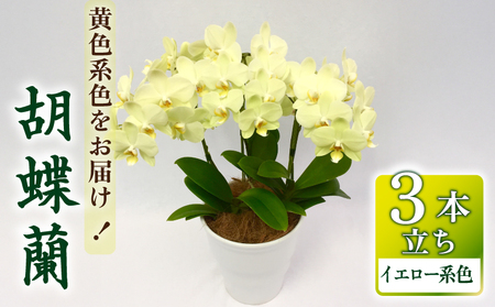 胡蝶蘭 花 ギフト イエロー系 5.5号 3本立ち お祝い プレゼント [ 胡蝶蘭 ]