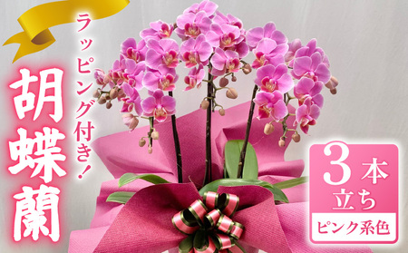胡蝶蘭 花 ギフト ピンク系 6号 3本立ち お祝い プレゼント [ 胡蝶蘭 ]