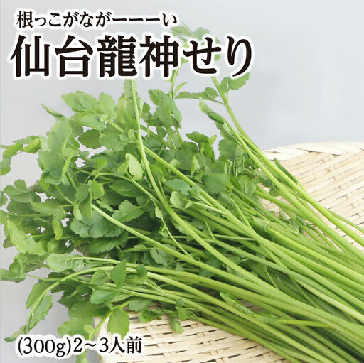 根っこがながーーーい 仙台龍神せり 2～3人前 期間限定