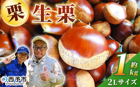 [栗の王様 銀寄栗(生栗)2L(約1kg)] 銀寄 ぎんよせ 甘い 生栗 和栗 マロン くり 栗ごはん 栗きんとん 甘露煮 旬 国産 産地直送 城川ファクトリー 愛媛県 西予市[冷蔵]『2026年9月中旬〜10月上旬に順次発送予定』SSF0044
