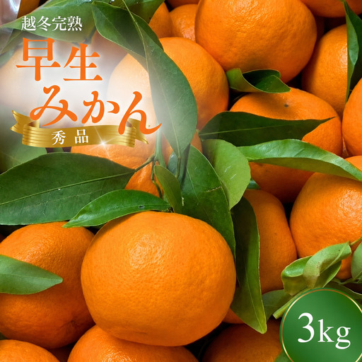 【先行予約】 完熟 越冬早生みかん3kg 【秀品】 （2027年1月以降順次発送予定） / 早生みかん 早生 ミカン 柑橘 フルーツ 果物 紀州産 和歌山県【tcs025】