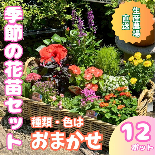 季節の花苗詰め合わせ(おまかせ12種)/ 花 インテリア 苗 自然 ナチュラル 緑 栽培 趣味 [見元園芸][ATHY009]