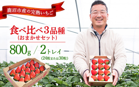 いちご食べ比べ3品種 おまかせセット 2トレイ800g ※2026年12月〜発送