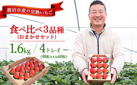 いちご 食べ比べ 3品種 4トレイ1600g ※2026年12月〜発送