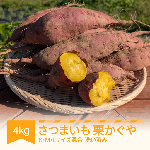先行予約 栗かぐや 洗い済み 約4kg 令和8年 no-spkka4