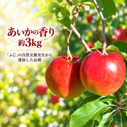 りんご 令和8年11月中旬発送 幻のりんご あいかの香り 約3キロ 信州が生んだ希少なりんごです[012-93]