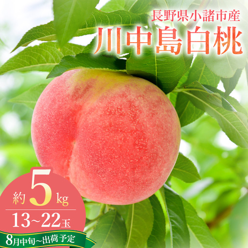 桃 川中島白桃 約5kg 13～22玉 フルーツ 桃