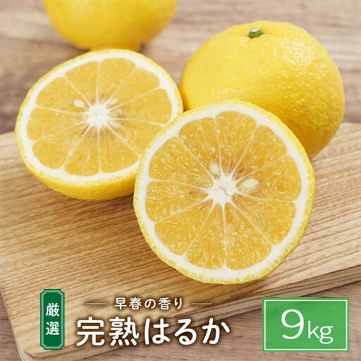 完熟はるか 9kg ドルチェみかん