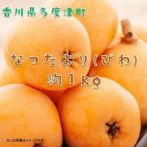 [予約受付中!令和9年6月上旬頃より発送!]なつたより(びわ)約1kg[A-41]