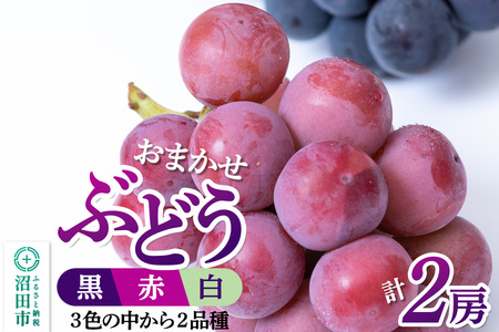 沼田市産 ぶどう 2房セット(黒・赤・白から品種おまかせで2種)ぶどう農園 ラ・テール