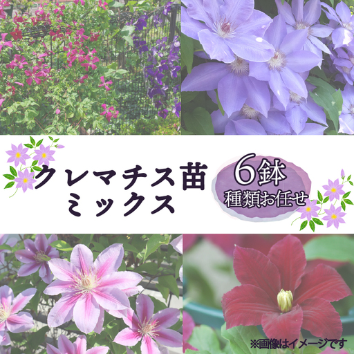 花苗 クレマチス ミックス 6鉢 花苗 ギフト ガーデニング