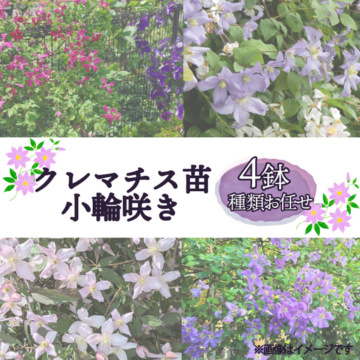 花苗 クレマチス 小輪咲き 4鉢 花苗 ギフト ガーデニング