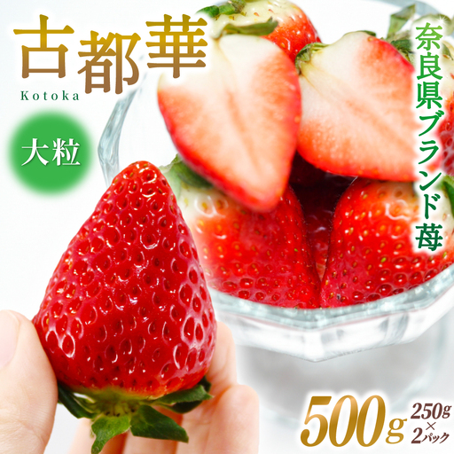 ブランド苺 新鮮 古都華 (大粒) 約500g [250g×2パック] [2027年1月上旬〜5月下旬に順次発送][smlk001]