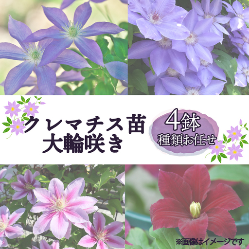 花苗 クレマチス 大輪咲き 4鉢 花苗 ギフト ガーデニング