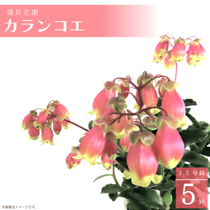 【2027年2月より順次発送】須貝花園 カランコエ 5鉢(3.5号鉢)｜カランコエ 花 多肉植物 季節の花 須貝花園 先行予約 茨城県 行方市(C-16)