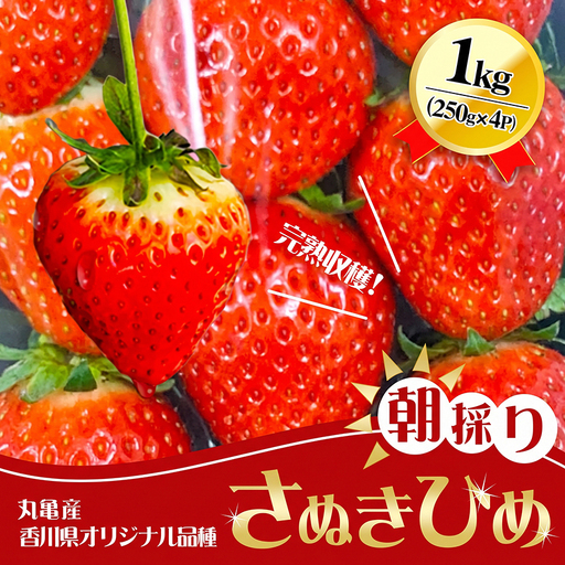 2027年1月～4月発送予定 いちご さぬきひめ 約1kg いちご