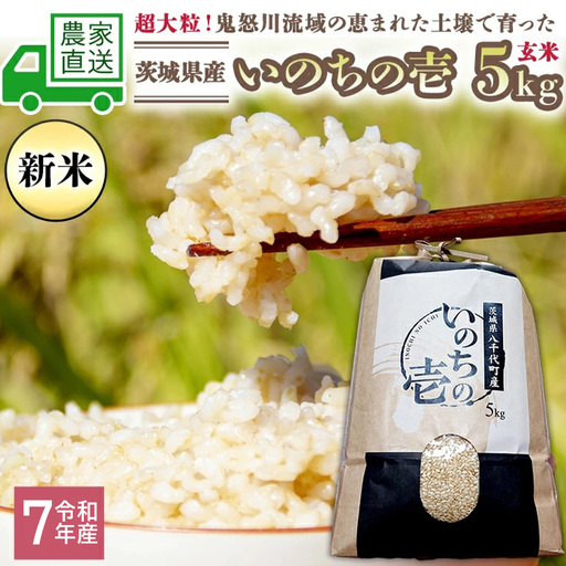 令和7年産 お米 いのちの壱 5kg 玄米 単一原料米 茨城県産