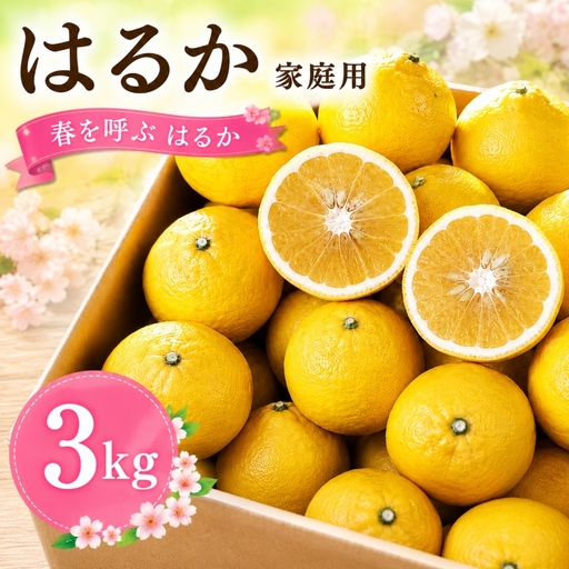 [2027年2月頃から順次発送]春を呼ぶ はるか 家庭用 3kg | みかん 柑橘 果物 ミカン みかん 愛媛みかん 松山みかん 農家直送 家庭用 柑橘 愛媛 松山 北条 果物 フルーツ 産地直送 みかん 農園直送