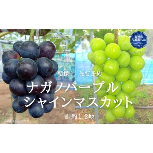 【2026年先行予約】有機肥料栽培 大粒 ナガノパープル ＋ シャインマスカット 計1.2kg 朝どり 産地直送（茨城県共通返礼品・かすみがうら市） ／ ぶどう 葡萄 ブドウ ナガノパープル シャインマスカット 先行予約 予約 1.2kg 朝どり 産地直送 茨城県