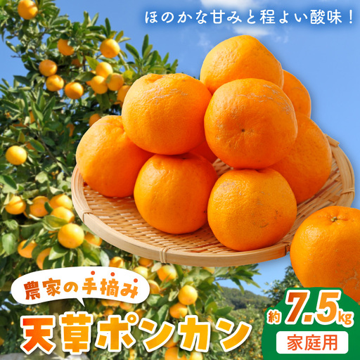 S040-008A_農家の手摘み天草ポンカン 約7.5kg 家庭用[先行受付] 天草ポンカン 約 7.5kg 家庭用 国産 大小混合 手摘み ほのかな甘み 程よい酸味 むきやすい 果実 柑橘 果肉 ジューシー 果物 食べやすい デザート フルーツ おやつ みかん お取り寄せ お取り寄せフルーツ 熊本県 天草市 送料無料