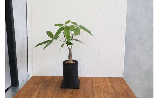 S060-077A_エコ・ポチ チムニー 黒 パキラ 観葉植物 / 観葉植物 インテリア グリーン パキラ