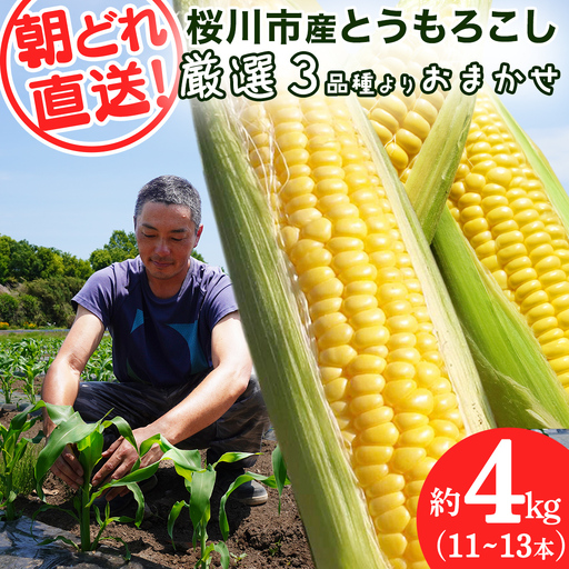  《 2027年 収穫分 》 朝採れ 桜川市産 とうもろこし 約4kg (11～13本) 2027年 先行予約 朝採り 小分け 食べきり レンチン キャンプ BBQ バーベキュー スイートコーン おおもの ゴールドラッシュ おひさまコーン とうきび 茨城県 桜川市 [FJ001sa] 