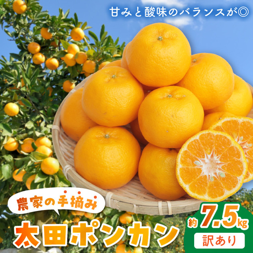 S040-012A_訳あり 農家の手摘み 太田 ポンカン約7.5kg〈先行受付〉