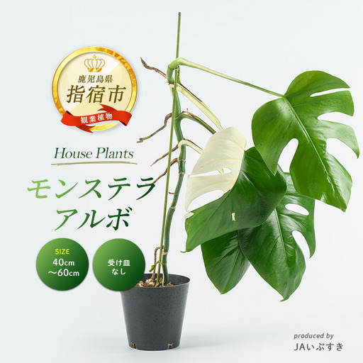 2026年4月上旬〜発送[観葉植物]モンステラ・アルボ 40cm〜60cm(JAいぶすき/IB165-017) 観葉植物 植物 グリーン 鉢 おしゃれ 大型 インテリア 室内 開店祝い 新築祝い 引越し オフィス ギフト マイナスイオン モンステラ 斑入り ※北海道・沖縄・離島配送不可