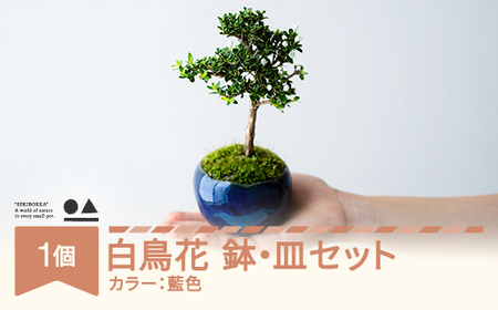 [鉢皿色・藍色] 白鳥花 ハクチョウゲ 盆栽 植物 石木花 sw-bohkx380 ※沖縄・離島への配送不可