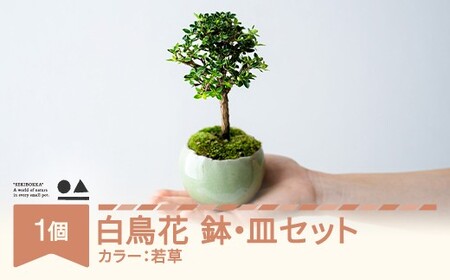 [鉢皿色・若草] 白鳥花 ハクチョウゲ 盆栽 植物 石木花 sw-bohkx380 ※沖縄・離島への配送不可