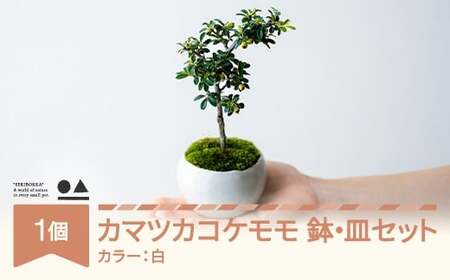 [鉢皿色・白] カマツカコケモモ 鎌柄苔桃 盆栽 植物 石木花 sw-bokmx380 ※沖縄・離島への配送不可