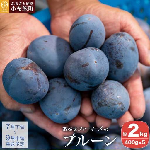 プルーン 約2kg [おぶせファーマーズ]果物 フルーツ 生プルーン 産地 直送 クール便 冷蔵便 長野県産 信州産 令和8年産 [2026年7月下旬〜9月中旬発送] [F-21]