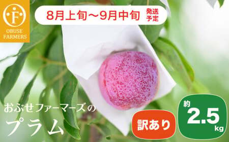 【訳あり】プラム 約2.5kg ［おぶせファーマーズ］数量限定 果物類 フルーツ 規格外 不揃い 家庭用 長野県産 信州産 クール便 冷蔵便 お取り寄せグルメ 【2026年8月上旬～9月中旬発送】［FH-86］