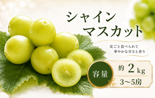 先行受付 シャインマスカット 約2kg 3～5房 2026年9月上旬～11月上旬発送［新規就農者応援コース 幸作会］｜ ぶどう 葡萄 ブドウ 生産者応援 果物 フルーツ［K-39］