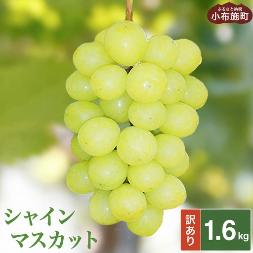 【訳あり】シャインマスカット 約1.6kg ［小布施屋］数量限定 期間限定 家庭用 規格外 不揃い 傷 果物 フルーツ ぶどう 葡萄 ブドウ クール便 冷蔵便 生産者応援・支援品 長野県産 信州産 令和8年産 【2026年9月中旬～11月下旬発送】 ［A-217］
