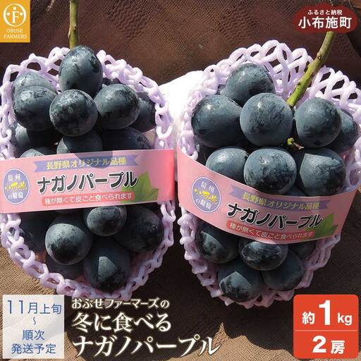冬に食べるナガノパープル 約1kg 2房 ［おぶせファーマーズ］果物 フルーツ ぶどう 令和8年産【2026年11月上旬～順次出荷】［F-536］
